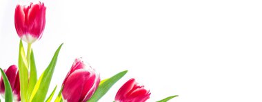 bahar çiçekleri laleler 