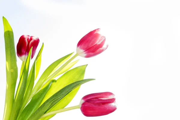 Jasne i kolorowe kwiaty tulipany — Zdjęcie stockowe