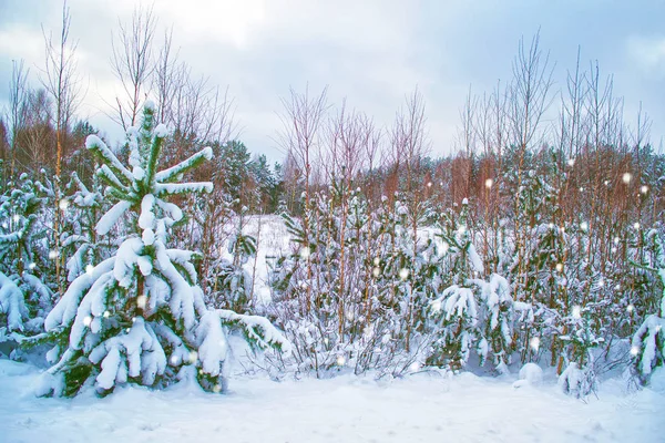 Bevroren winterbos met besneeuwde bomen. — Stockfoto