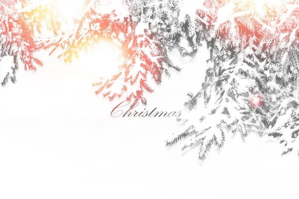 Snow covered trees. Coniferous branch. greeting card. — Stock Photo, Image
