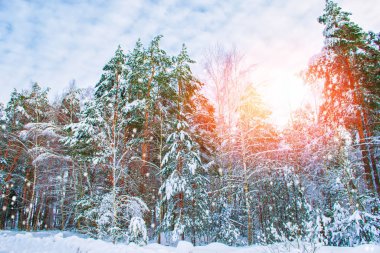  Karla kaplı ağaçlarla donuk kış ormanı.