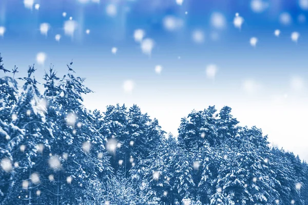Bevroren winterbos met besneeuwde bomen. — Stockfoto