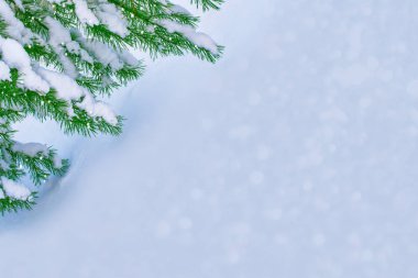 Kar kaplı ağaç Noel ağacı dalları 
