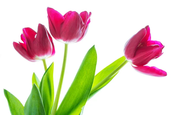 Spring colorful flowers tulips — Stock Photo, Image
