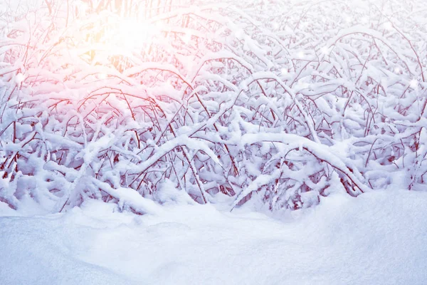 Forêt d'hiver gelée avec arbres enneigés. — Photo