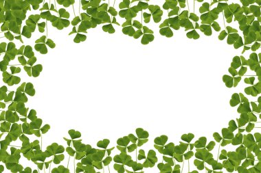 Yeşil yonca izole üzerinde beyaz arka plan bırakır. St.Patrick'ın 