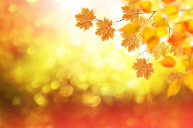 sonbahar manzara parlak renkli yeşillik ile. Pastırma yazı.