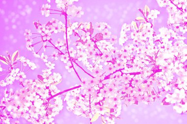 Parlak renkli bahar çiçekleri