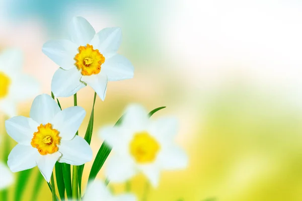 Frühlingsblumen der Narzissen. — Stockfoto