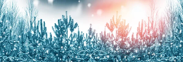 Bosque de invierno congelado con árboles cubiertos de nieve. —  Fotos de Stock