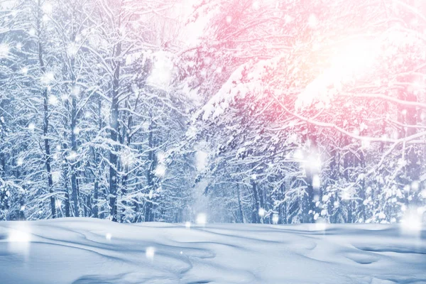 Frozen winter forest with snow covered trees. — Stock Photo, Image