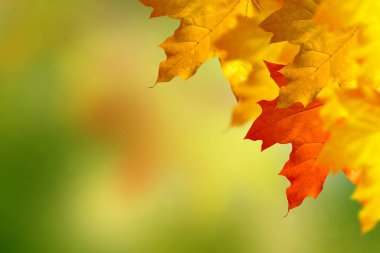 sonbahar manzara parlak renkli yeşillik ile. Pastırma yazı.