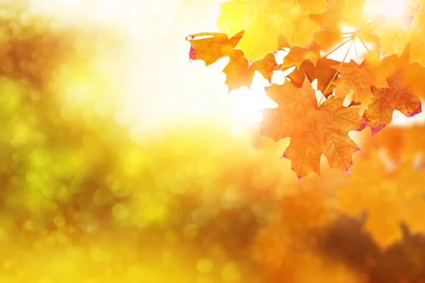 Paesaggio autunnale con fogliame colorato brillante. Estate indiana . — Foto Stock