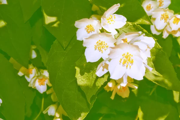 Jasmim branco O ramo delicadas flores de primavera — Fotografia de Stock