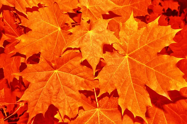 Herbstlandschaft mit leuchtend buntem Laub. Indischer Sommer. — Stockfoto