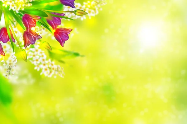 Světlé barevné jarní květiny — Stock fotografie
