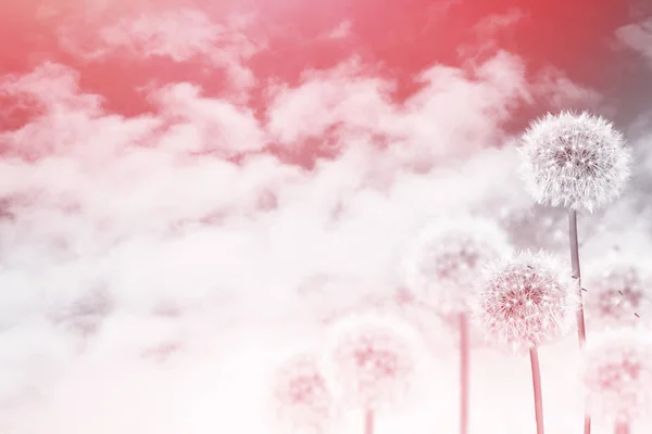蓬松蒲公英的花，夏天背景局域网 — 图库照片
