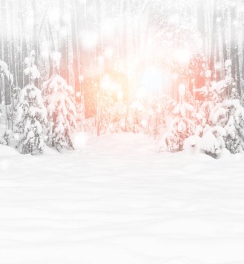  Karla kaplı ağaçlarla donuk kış ormanı.