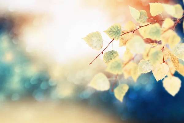 Herbstlandschaft mit leuchtend buntem Laub. Indischer Sommer. — Stockfoto