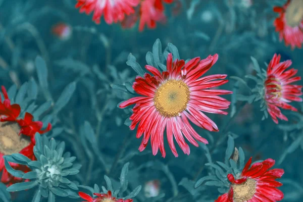 Πολύχρωμα λουλούδια φθινοπώρου της ΑΣΤΕΡ — Φωτογραφία Αρχείου