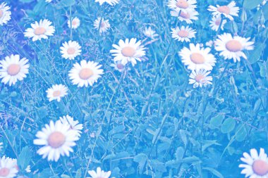 Parlak papatya çiçekler yaz landsca bir arka plan üzerinde beyaz