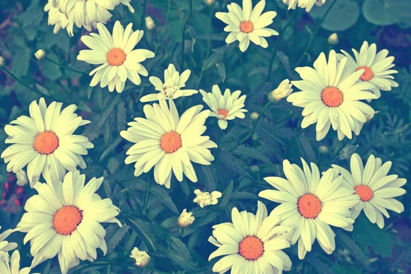 White bright daisy flowers on a background of the summer landsca — Stock Photo, Image