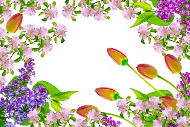 bahar çiçekleri laleler 