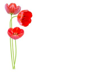 bahar çiçekleri laleler 