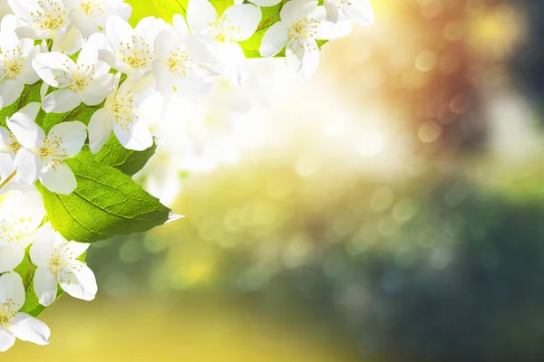 Bunga melati putih Cabang lembut bunga musim semi — Stok Foto