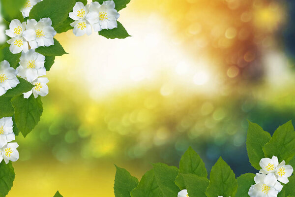 White jasmine The branch delicate spring flowers — Stock Image White jasmine The branch delicate spring flowers Stock Picture