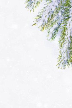 Karla kaplı ağaçlarla donuk kış ormanı.