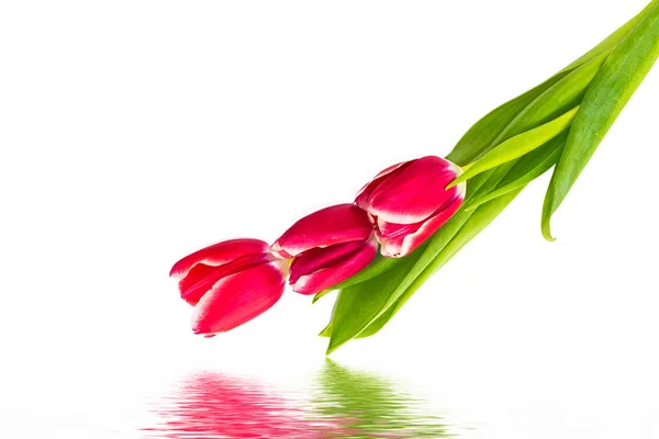 Lente kleurrijke bloemen tulpen. aard — Stockfoto