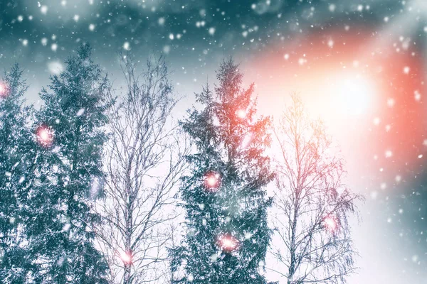 Bosque de invierno congelado con árboles cubiertos de nieve. —  Fotos de Stock