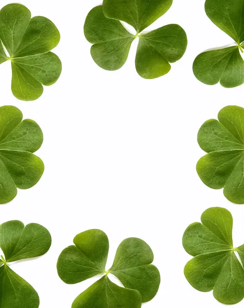 Zielona koniczyna liść na białym tle na białym tle. St.Patrick 's — Zdjęcie stockowe