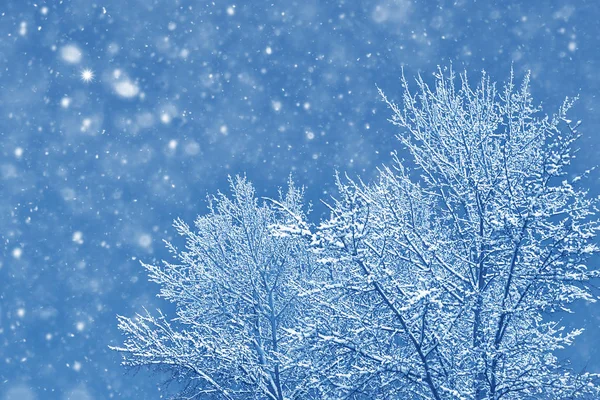 Заморожений зимовий ліс зі сніговими деревами . — Безкоштовне стокове фото