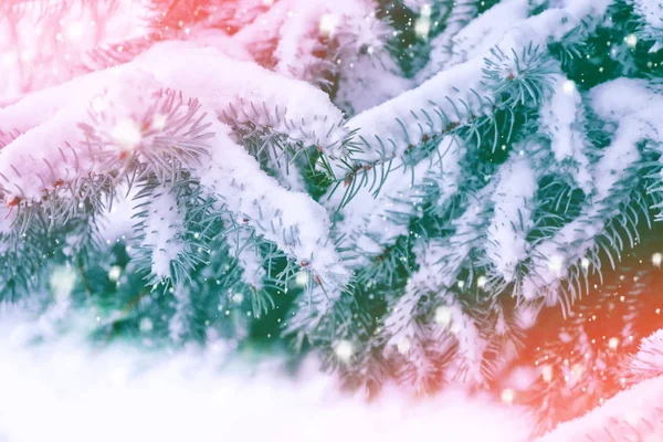 Bosque de invierno congelado con árboles cubiertos de nieve. —  Fotos de Stock