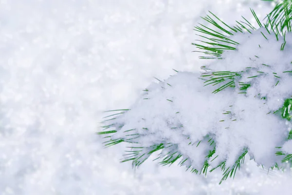 Fryst vinterskog med snötäckta träd. — Stockfoto