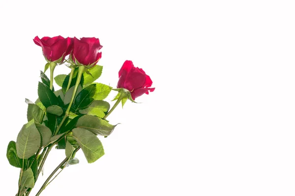 Flor broto rosas em um fundo branco — Fotografia de Stock