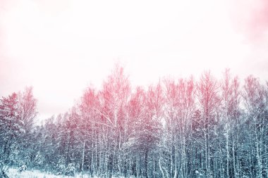  Karla kaplı ağaçlarla donuk kış ormanı.