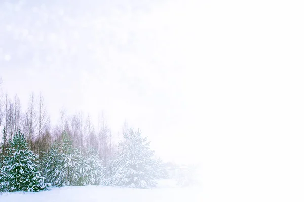 Foresta invernale ghiacciata con alberi innevati. — Foto Stock