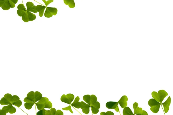 Green clover leaves isolated on white background. St.Patrick 's — Stock Photo, Image