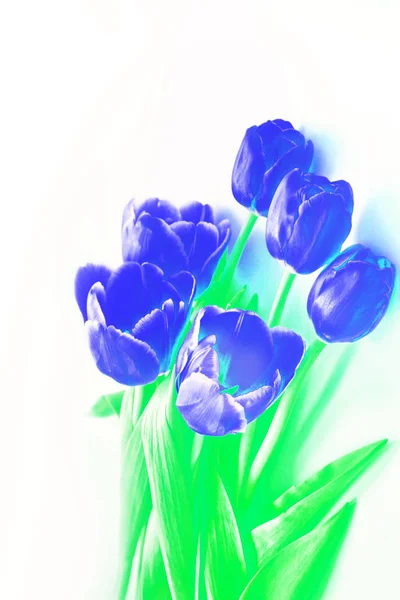 밝고 화려한 꽃 튤립 — 스톡 사진