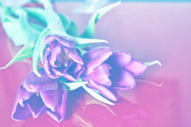 Parlak ve renkli çiçek Lale 