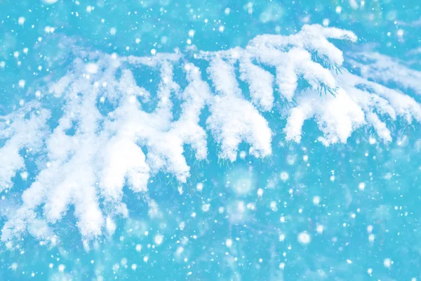 Bevroren winterbos met besneeuwde bomen — Stockfoto