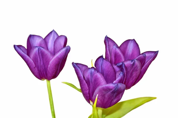 Spring colorful flowers tulips — Stock Photo, Image