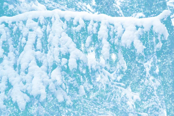 Foresta invernale ghiacciata con alberi innevati — Foto Stock