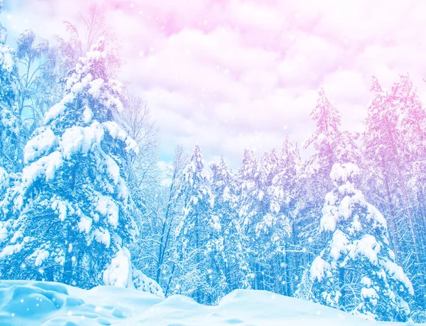 얼어붙은 겨울 숲에 눈덮인 나무들. — 스톡 사진