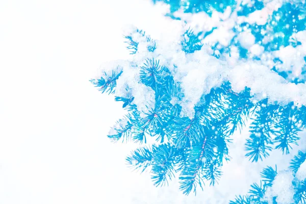 Foresta invernale ghiacciata con alberi innevati. — Foto Stock