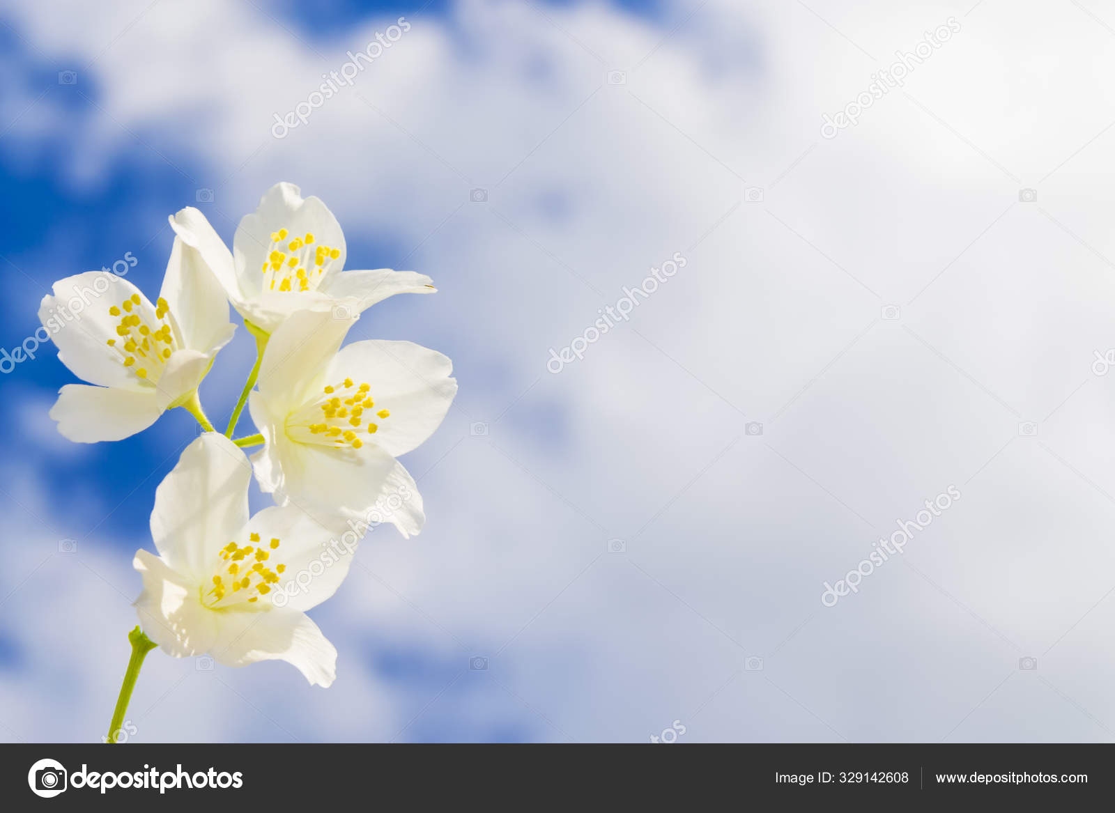 Jazmín blanco La rama delicadas flores de primavera - Foto de stock gratis  © alenalihacheva #329142608