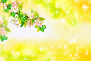 Çiçek açan elma dalı. Parlak renkli bahar çiçekleri